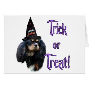 English Toy Spaniel Trick