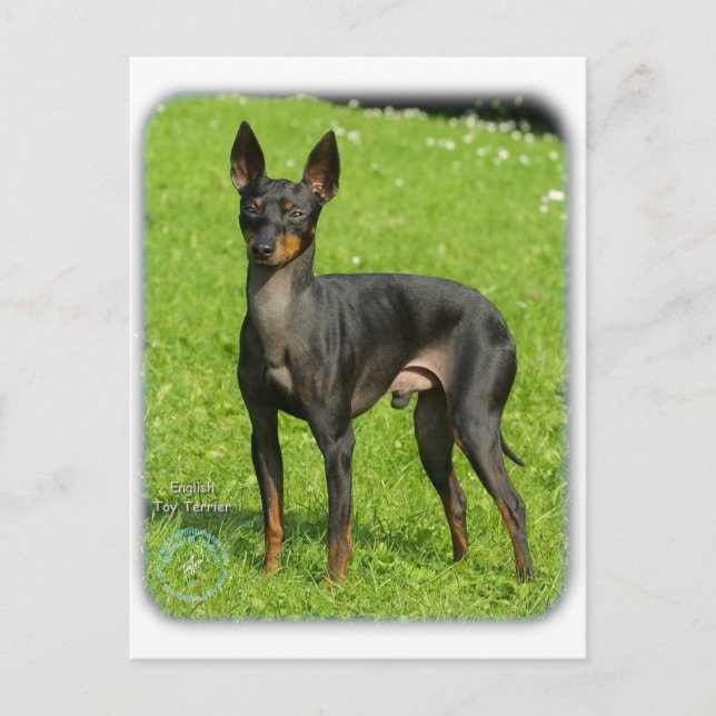 English Toy Terrier 9R78D-77 Postcard (Front)