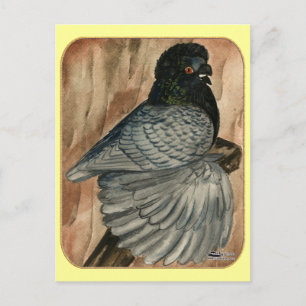 English Trumpeter Pigeon: 1980 Andalusian Postcard