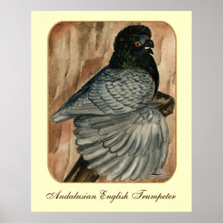 English Trumpeter Pigeon: 1980 Andalusian Poster