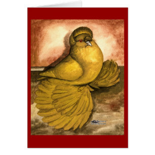 English Trumpeter Pigeon Yellow Self