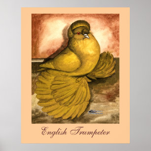 English Trumpeter Pigeon Yellow Self Poster