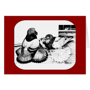 English Trumpeter Pigeons