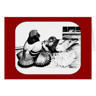 English Trumpeter Pigeons