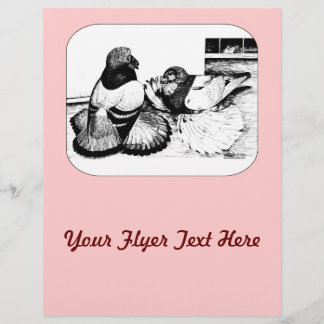 English Trumpeter Pigeons Flyer