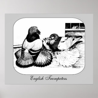 English Trumpeter Pigeons Poster