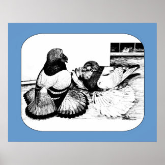 English Trumpeter Pigeons Poster