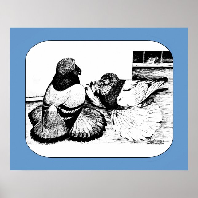 English Trumpeter Pigeons Poster (Front)