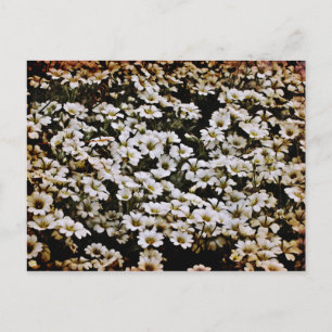 Enhanced Dasies Floral Postcard