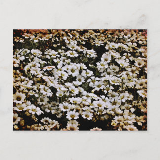 Enhanced Dasies Floral Postcard