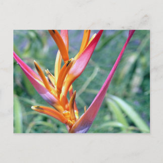 Enhanced Hawaiian Heliconia Flower Postcard