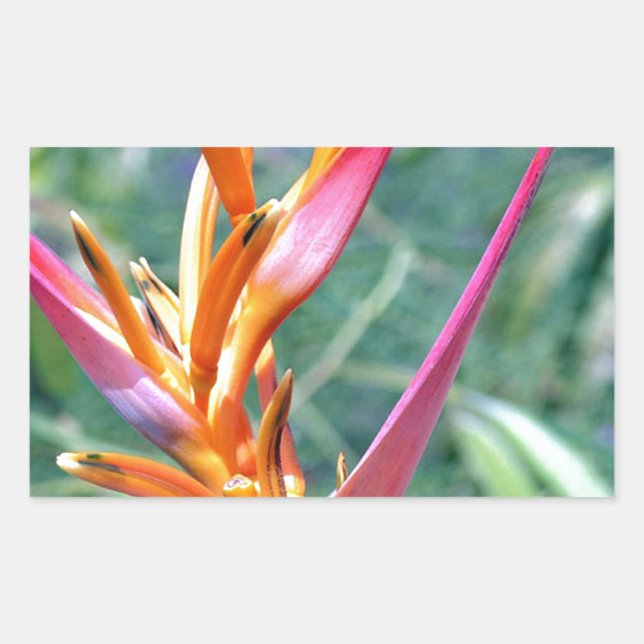 Enhanced Heliconia Flower Rectangular Sticker (Front)