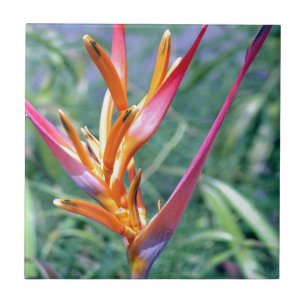 Enhanced Heliconia Flower Tile