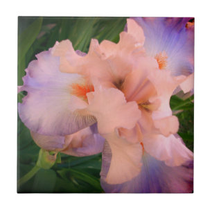 Enhanced Peach & Purple Iris Tile