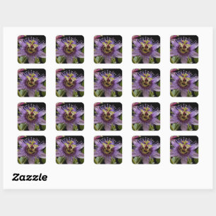 Enigmatic Beauty:  the Purple Passion Flower Square Sticker