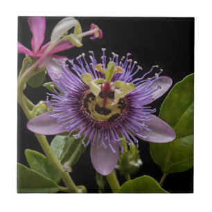 Enigmatic Beauty: the Purple Passion Flower Tile