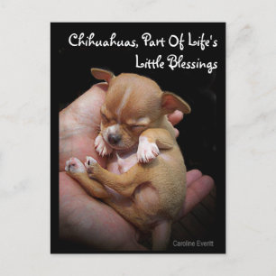 Enjoy Life's Little Blessings Postcard