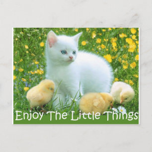Enjoy The Little Things Cute Animals Postcard