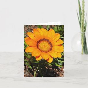 Enorma Orange Gazania Rigens Folded Note Card