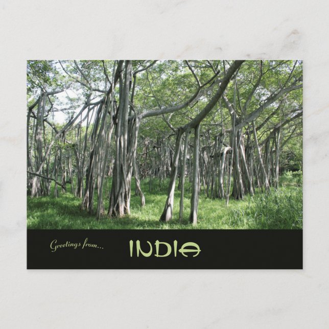 Enormous Banyan Tree Chennai Tamil Nadu India Postcard (Front)