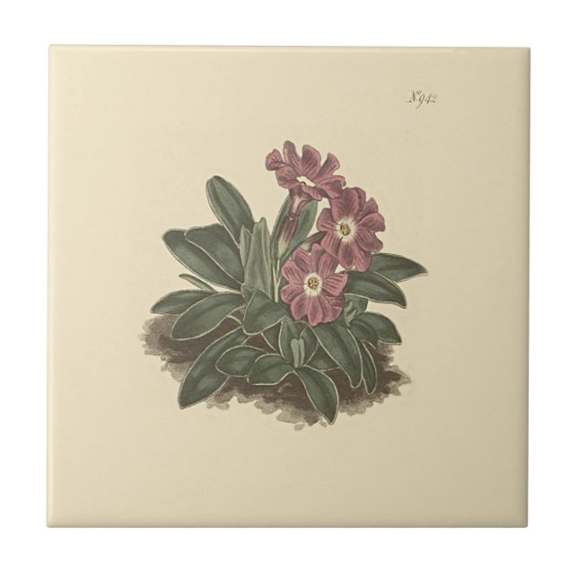 Entire Leaved Primrose Botanical Illustration Tile (Front)