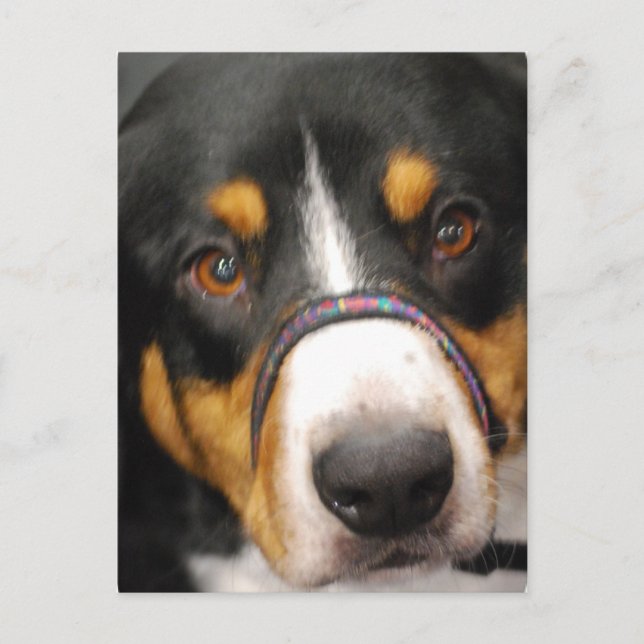 Entlebucher Mountain Dog Postcard (Front)