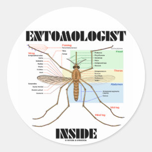 Entomologist Inside (Mosquito Anatomy) Classic Round Sticker