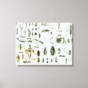Entomology Insects Canvas Print