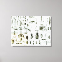 Entomology Insects