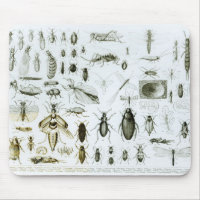 Entomology Insects