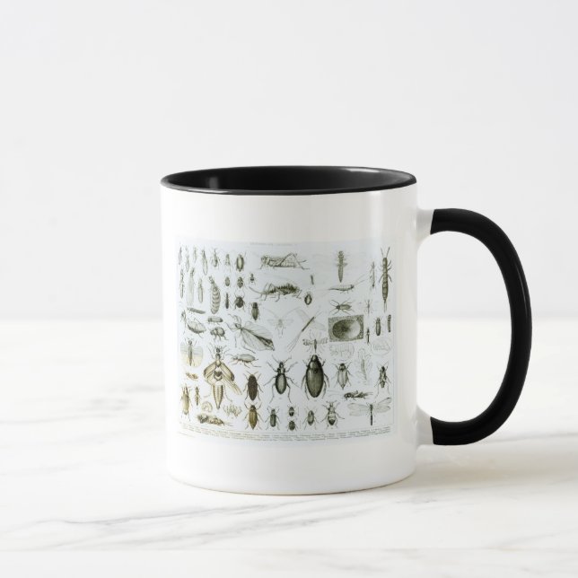 Entomology Insects Mug (Right)