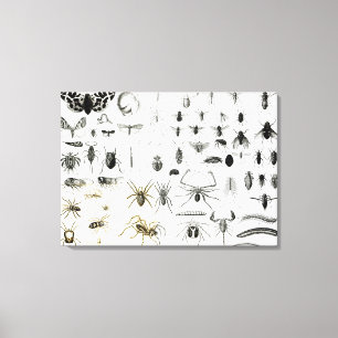 Entomology, Myriapoda and Arachnida Canvas Print