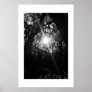Entwined Hawaii Black and White Photography Poster