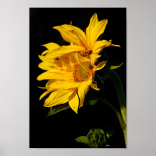 Entwined sunflower and its meaning poster