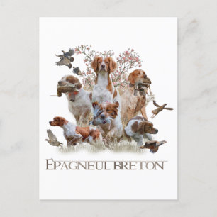 Epagneul Breton, Brittany Spaniel   Postcard