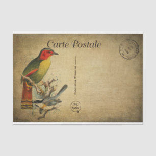Ephemera French Postcard Colourful Birds Decoupage Tissue Paper