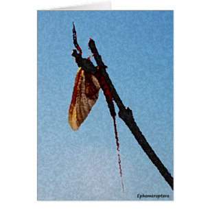 Ephemeroptera - Card