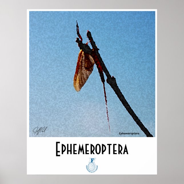Ephemeroptera poster (Front)