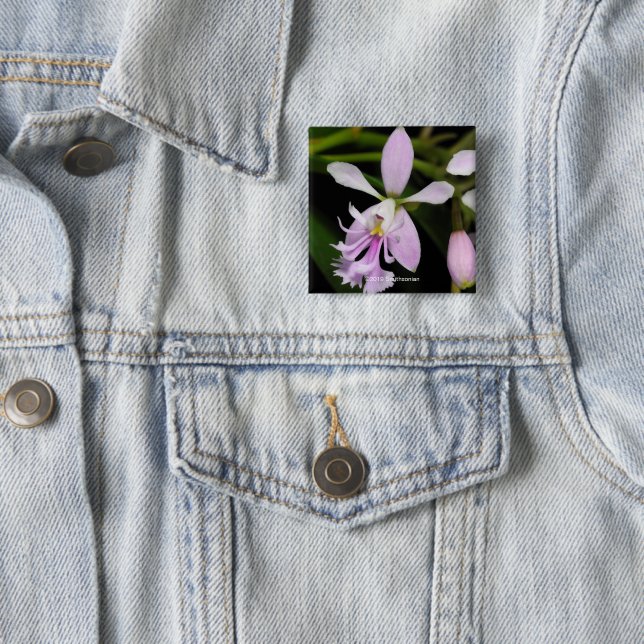 Epidendrum caligarium 15 cm square badge (In Situ)