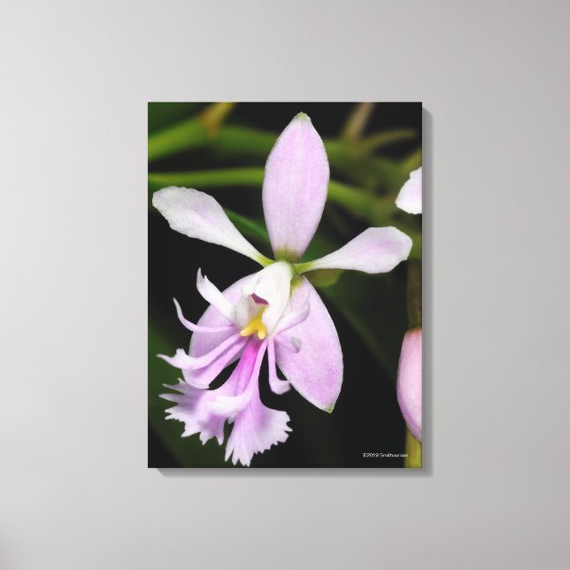 Epidendrum caligarium canvas print (Front)