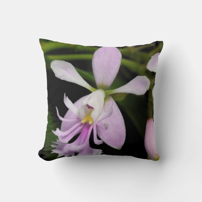 Epidendrum caligarium cushion (Front)