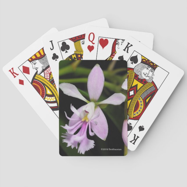 Epidendrum caligarium playing cards (Back)