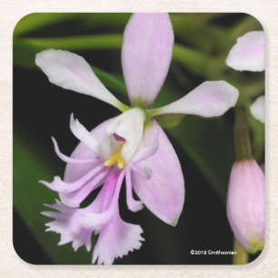 Epidendrum caligarium square paper coaster