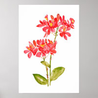 Epidendrum radicans orange ground orchid watercolo
