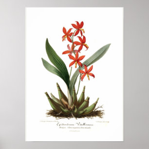 Epidendrum vitellinum poster