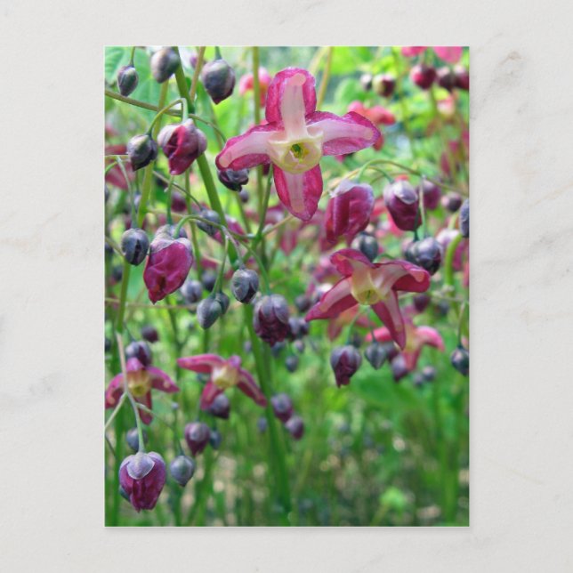 Epimedium Flowers Postcard (Front)