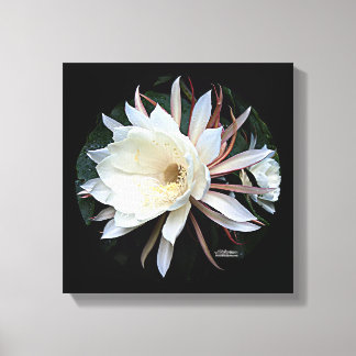 Epiphyte Cactus Flower Canvas Print