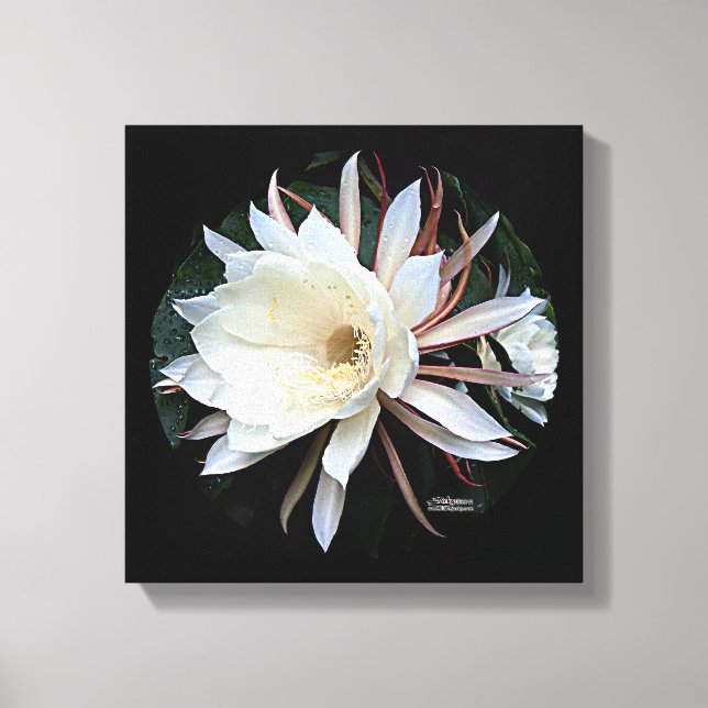 Epiphyte Cactus Flower Canvas Print (Front)