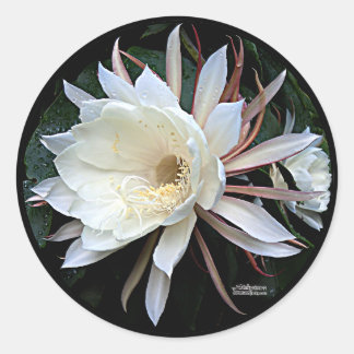 Epiphyte Cactus Flower Classic Round Sticker