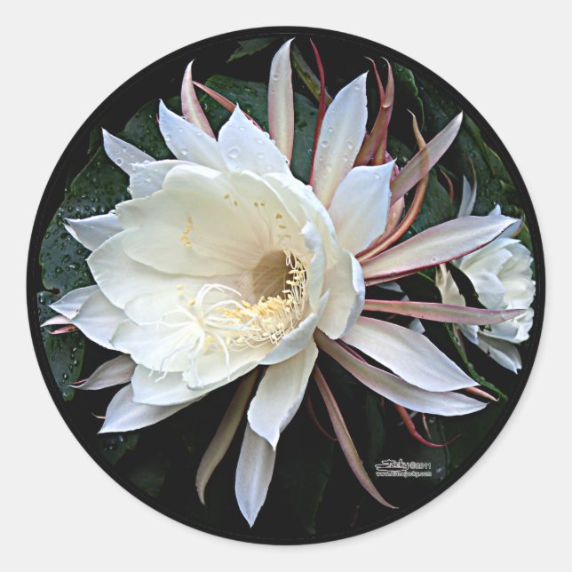 Epiphyte Cactus Flower Classic Round Sticker (Front)